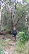 Walkway through the bushland of Lookout Reserve, Castlecrag