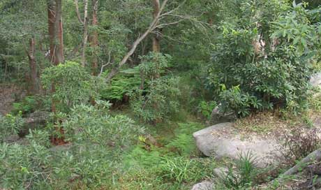The Keep Reserve bushland 