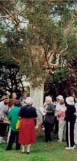 ABOVE: Guided tour in 2001 looking at the Paper Bark tree planted by Marion Mahony Griffin in Lookout Reserve, Castlecrag,?
